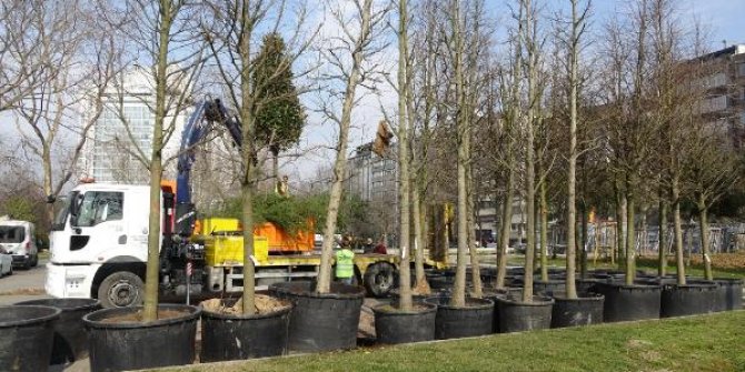 Gezi Parkı'na yeni ağaç dikiliyor