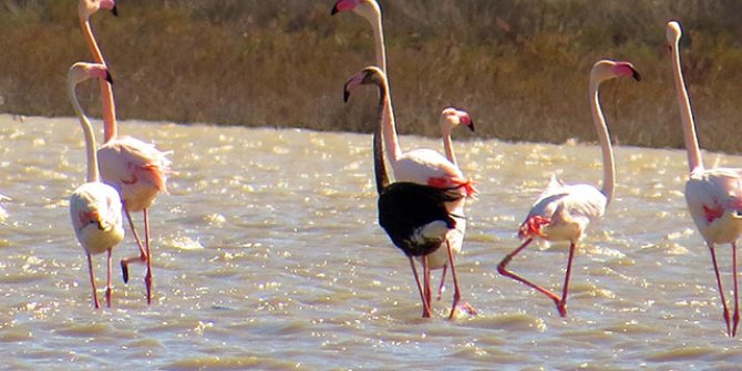 Siyah flamingo, Türkiye'de 3 yıl sonra görüldü
