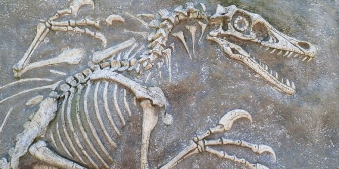 67 milyon yıllık dinozor fosili bulundu