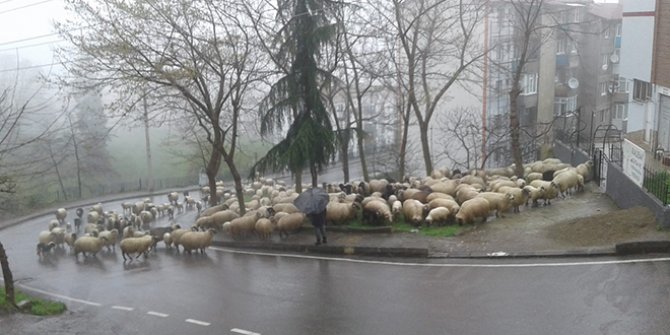 Trabzon sokakları koyunlara kaldı
