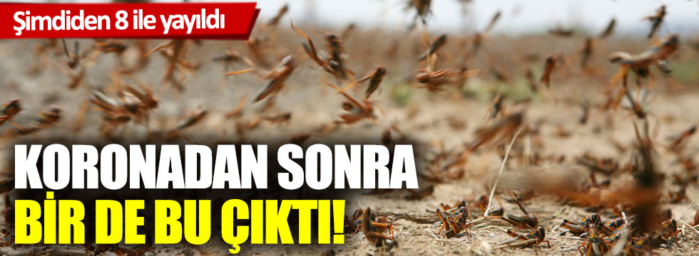 2020’de kabus bitmiyor! Koronadan sonra şimdi de çekirge istilası çıktı!