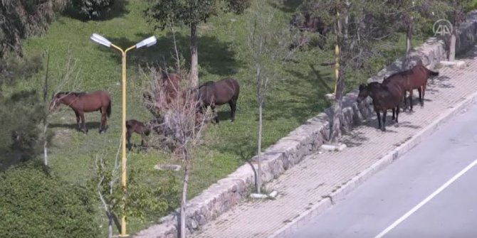 İzmir'de boş kalan sokakları, atlar doldurdu