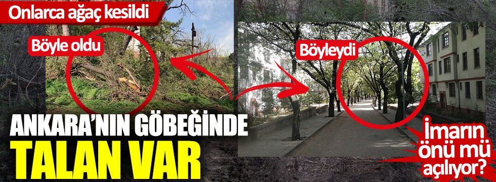 Ankara Saraçoğlu'da ağaç katliamı