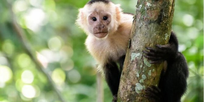 Bilim insanları: Korona virüs ilaçları Java maymunlarında test edilebilir