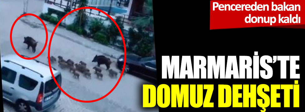 Marmaris'te domuz dehşeti: Pencereden gören dondu kaldı