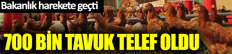 Sakarya'da 700 bin tavuk telef oldu: Bakanlık harekete geçti
