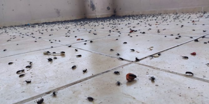 Gercüş'te evin balkonunu kara böcekler bastı