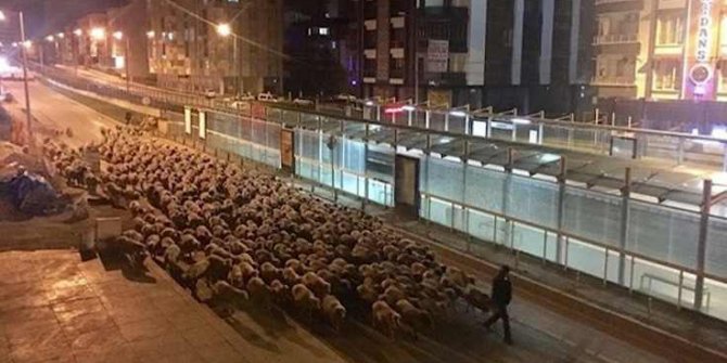 Samsun'da cadde koyunlara kaldı