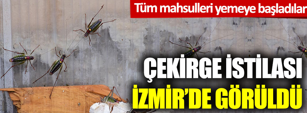 Çekirge istilası İzmir'de görüldü: Tüm mahsulleri yemeye başladılar