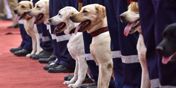 Köpekler, korona virüsün kokusunu almak için eğitiliyor