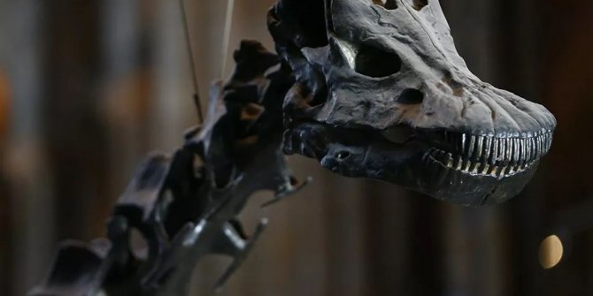Arjantin'de 10 metrelik dinozor fosili bulundu
