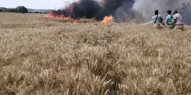 Foça'da, tarlada çıkan yangında 40 ton 'buğday' kül oldu