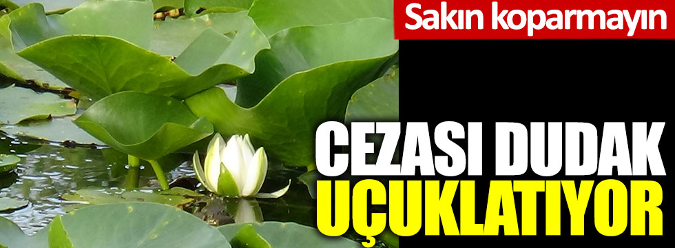 Sakın koparmayın! Cezası dudak uçuklatıyor