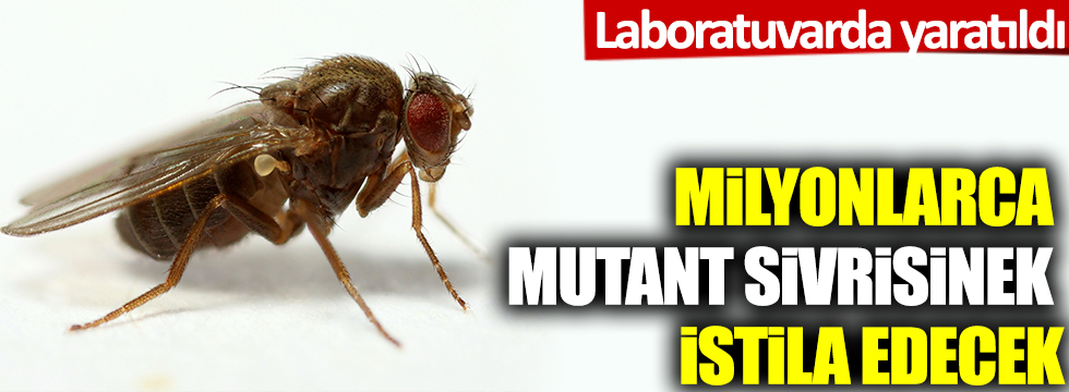 Laboratuvarda yaratıldı! Milyonlarca mutant sivrisinek istila edecek