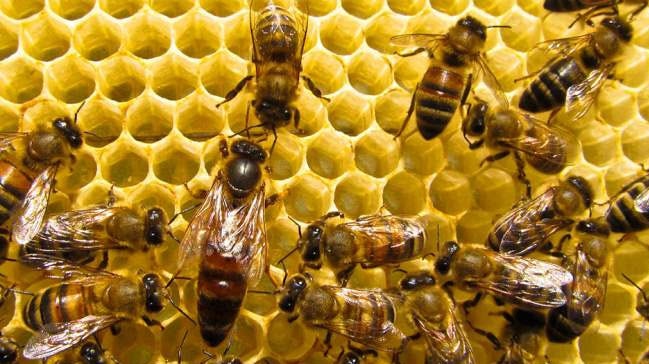 Arı sokması nedir? Arı sokunca ne yapılmalıdır?