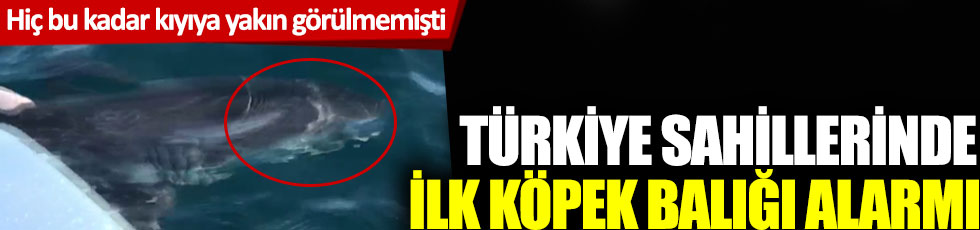 Hiç bu kadar kıyıya yakın görülmemişti: Türkiye sahillerinde ilk köpek balığı alarmı!