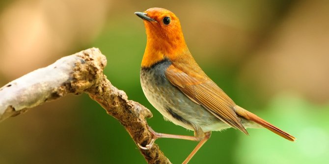 Bilim insanlarından kuşlarla ilgili önemli araştırma: İnsana benzer yanları ortaya çıktı