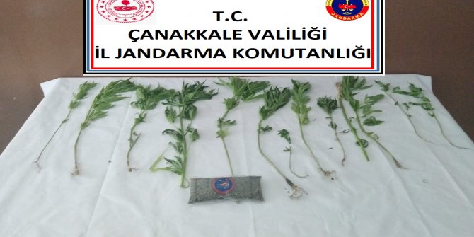 Çanakkale’de yasa dışı kenevir ekimine 2 gözaltı