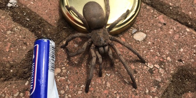 Osmaniye'de dev örümcek paniği  