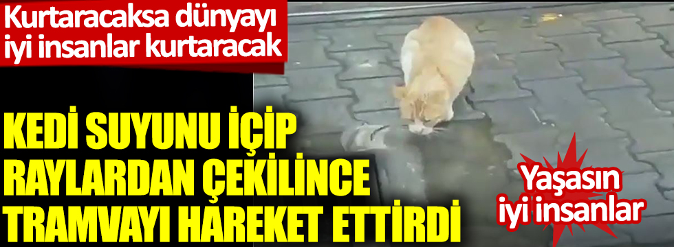 Kedi suyunu içip raylardan çekilince tramvayı hareket ettirdi: Yaşasın iyi insanlar