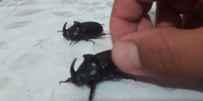 Bingöl'de gergedan böceği paniği