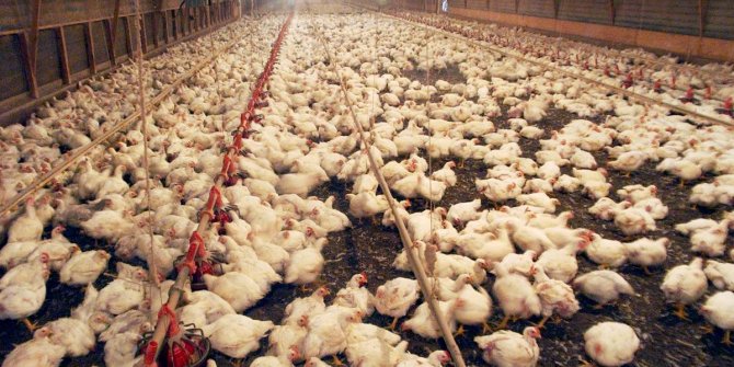 İran'da 7 bin tavuk üreticisi iflas etti