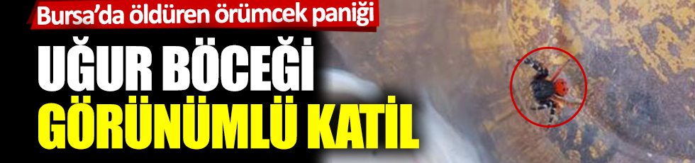 Hepimizin karşısına çıkabilir: Bursa'da öldüren örümcek paniği: Uğur Böceği görünümlü katil
