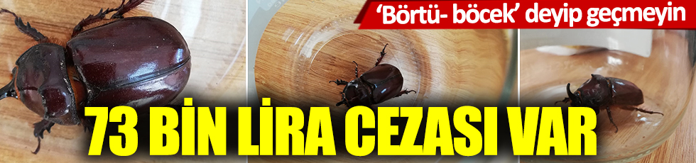 Flaş... Gergedan böceği toplayanlara 73 bin lira ceza kesilecek