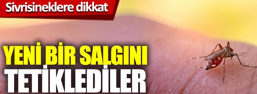 Sivrisineklere dikkat, yeni bir salgını tetiklediler