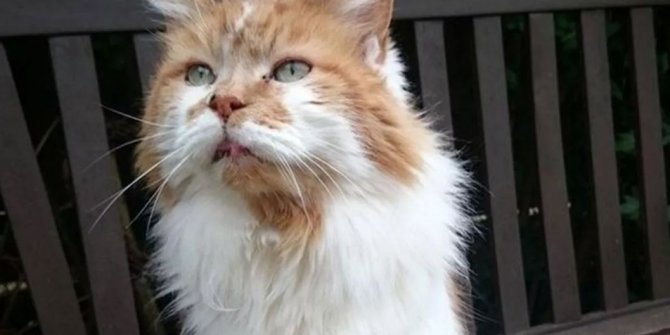 Dünyanın en yaşlı kedisi Rubble öldü
