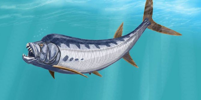 6 metrelik balık fosili şaşkına çevirdi