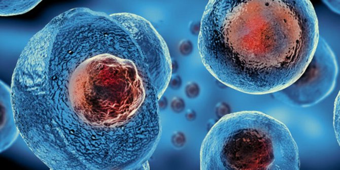 Kök hücre tedavisi nedir? Kök hücre tedavisi nasıl yapılır?