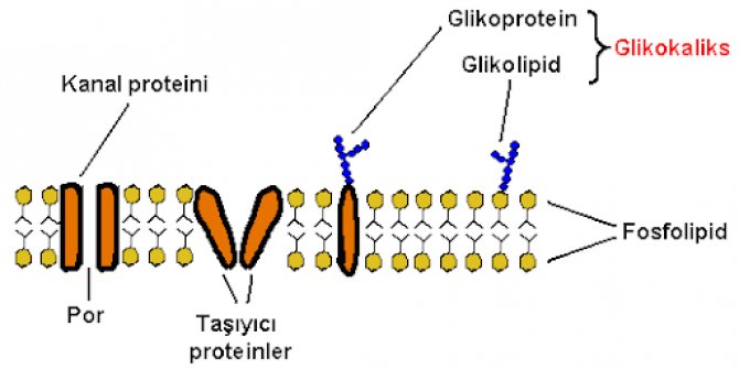 Glikoprotein nedir