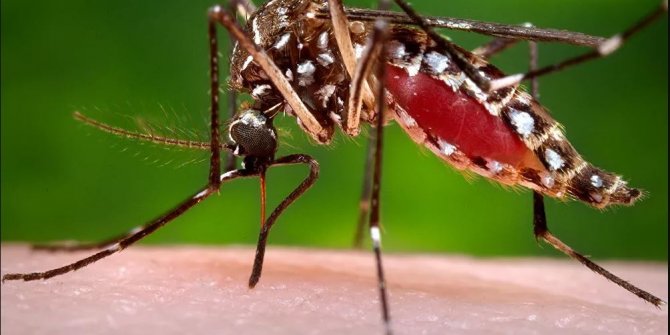 Korona virüsün sivrisinekler yoluyla bulaşamayacağı doğrulandı