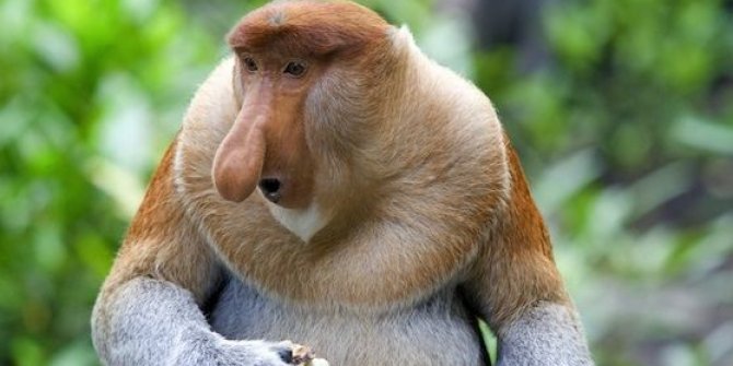 Uzun burunlu maymun nedir