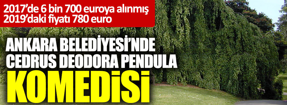 Ankara’nın en büyük ihtiyacı(!) Cedrus Deodora Pendula’da Melih Gökçek’i fena kazıklamışlar