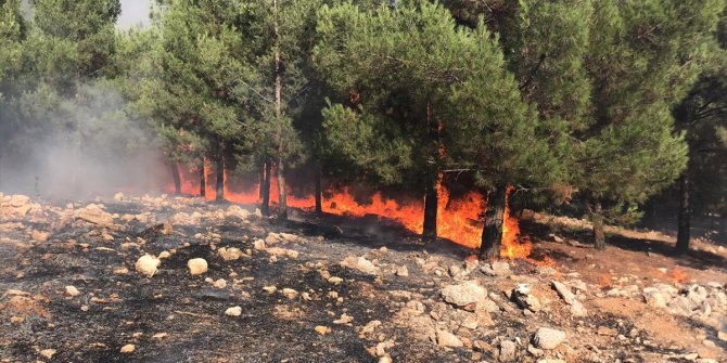 Şanlıurfa'da korku saçan orman yangını  