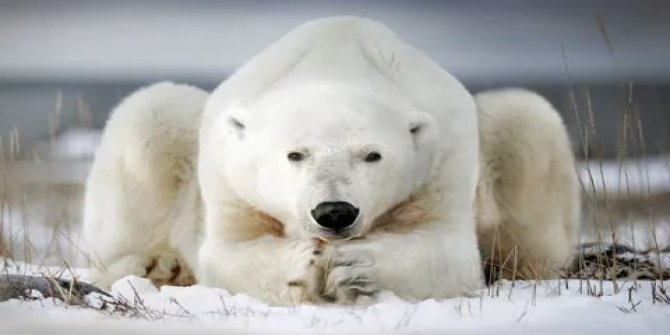 Kutup ayılarının nesli 80 yıl sonra tükenecek öngörüsü