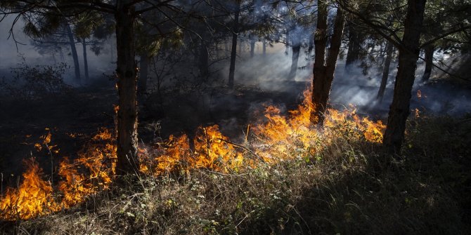 Yine orman yangını: Edirne Meriç yanıyor