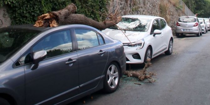 Park halindeki otomobillerin üzerine ağaç düştü