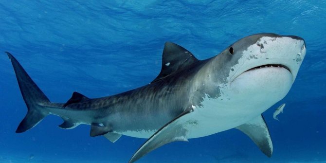 Kadın yüzücüyü köpek balığı öldürdü