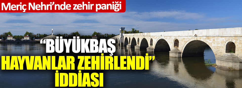 Meriç Nehri'nde zehir paniği: "Büyükbaş hayvanlar zehirlendi" iddiası