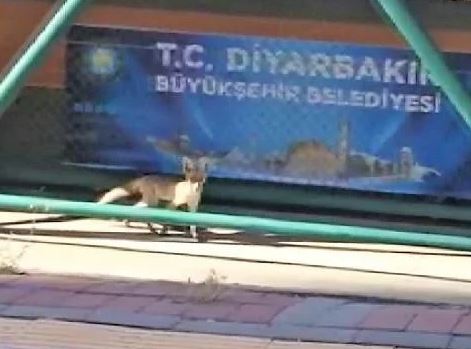 Diyarbakır'da yavru tilkiler kente indi