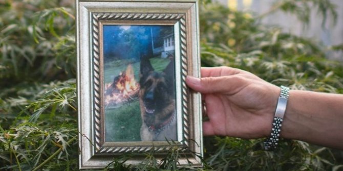 Korona testi pozitif çıkan köpek hayatını kaybetti