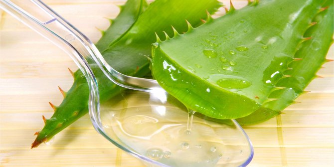 Bir damlası bile mucizeler yaratıyor! Aloe Veranın 10 Kullanım Alanı