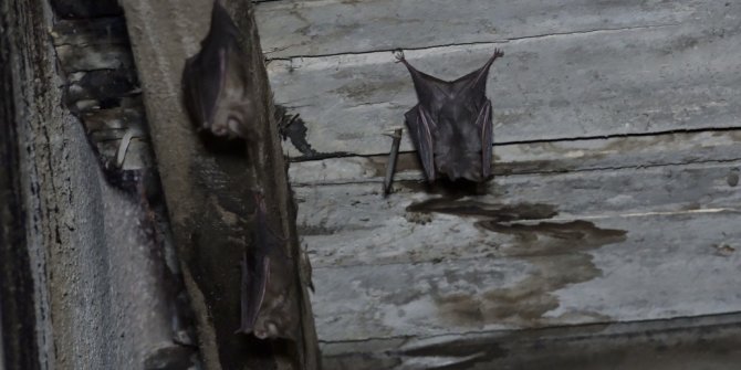Korona korkusuyla eve giremiyorlar, yetkililerden yardım bekliyorlar