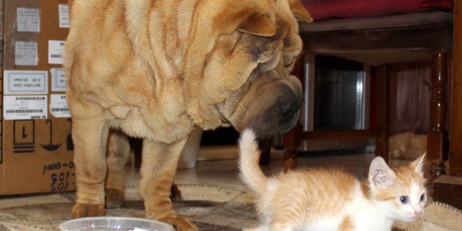 Kedi yavrularına 'Çayteej' annelik yapıyor