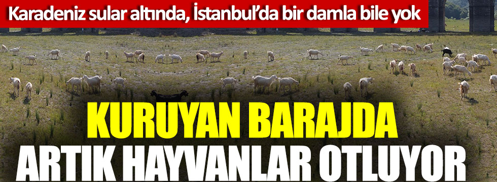 Kuruyan barajda artık hayvanlar otluyor, Karadeniz sular altında İstanbul’da bir damla bile yok