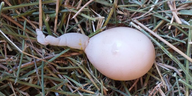 Köy tavuğundan kuyruklu yumurta! Görenler şaşırıp kalıyor