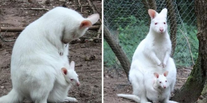 Yavru albino kanguru kayıplara karıştı